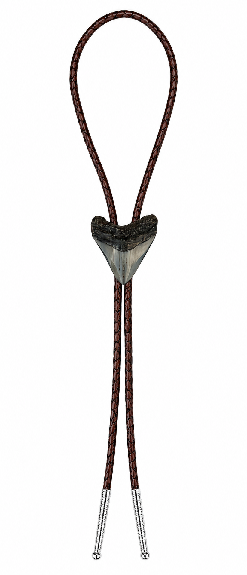 Medium 2.25” Gray & Black Tooth, Chrome Tips, Dark Brown Braided Leather