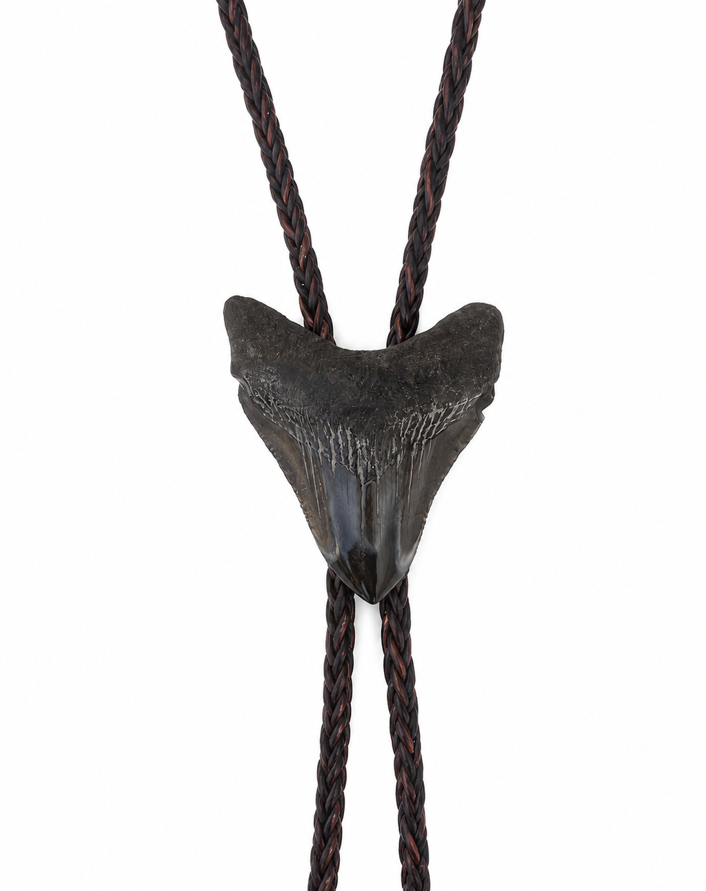 Small 2.25” Multicolor Megalodon Tooth Bolo - Black, Brown, Blue Tooth, Chrome Tips, Brown Braided 3mm Leather