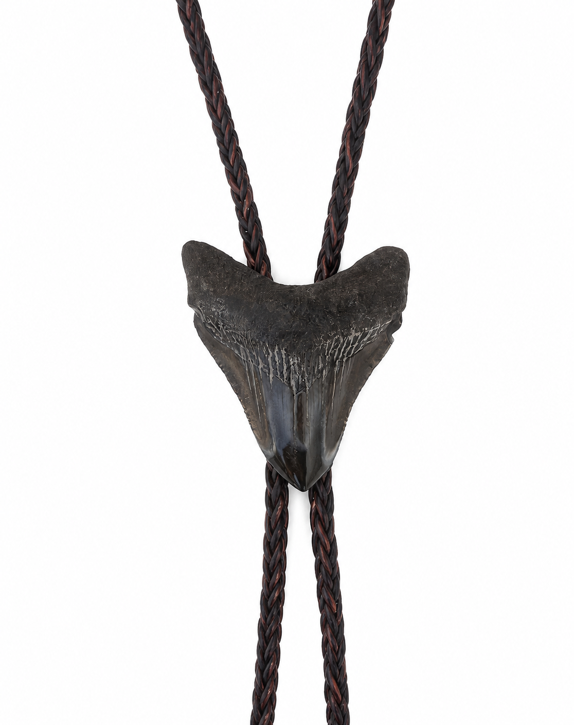 Small 2.25” Multicolor Megalodon Tooth Bolo - Black, Brown, Blue Tooth, Chrome Tips, Brown Braided 3mm Leather