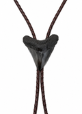 Medium 2.6” Black & Gray Polished Megalodon Tooth, Sterling Silver Premium Tips, Dark Brown Braided Leather