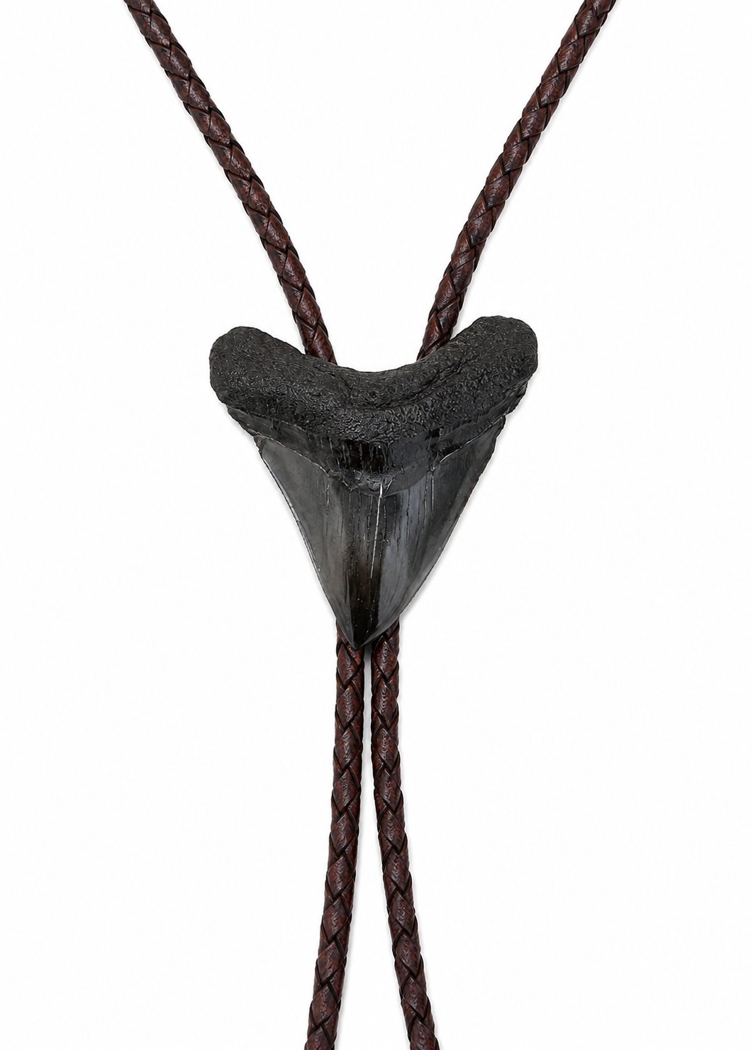 Medium 2.6” Black & Gray Polished Megalodon Tooth, Sterling Silver Premium Tips, Dark Brown Braided Leather