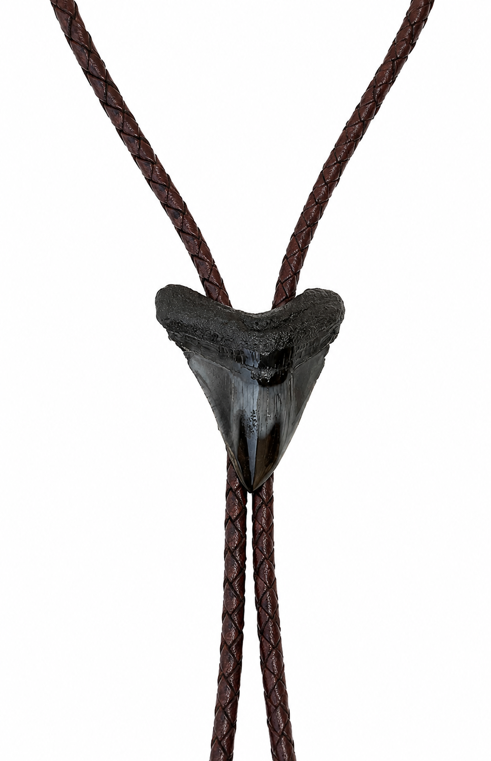 Medium 2.6” Black & Gray Polished Megalodon Tooth, Sterling Silver Premium Tips, Dark Brown Braided Leather