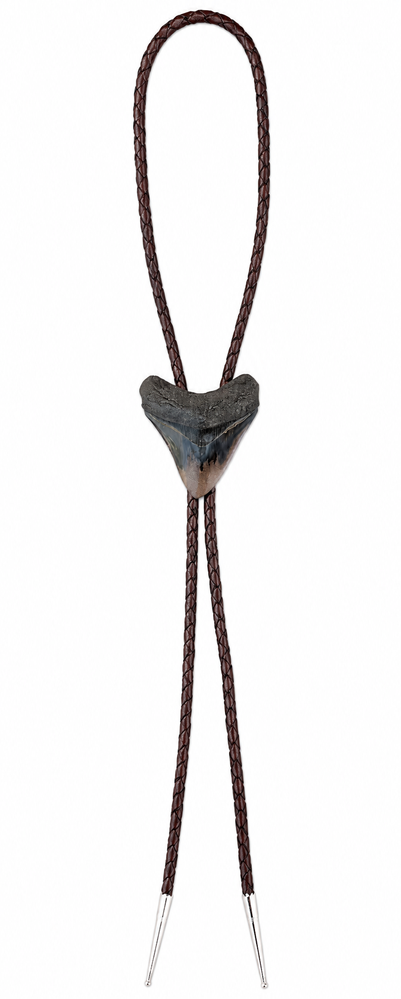 Medium 2.75”  Multi-Color Polished Megalodon Tooth, Sterling Silver Premium Tips, Dark Brown Braided Leather