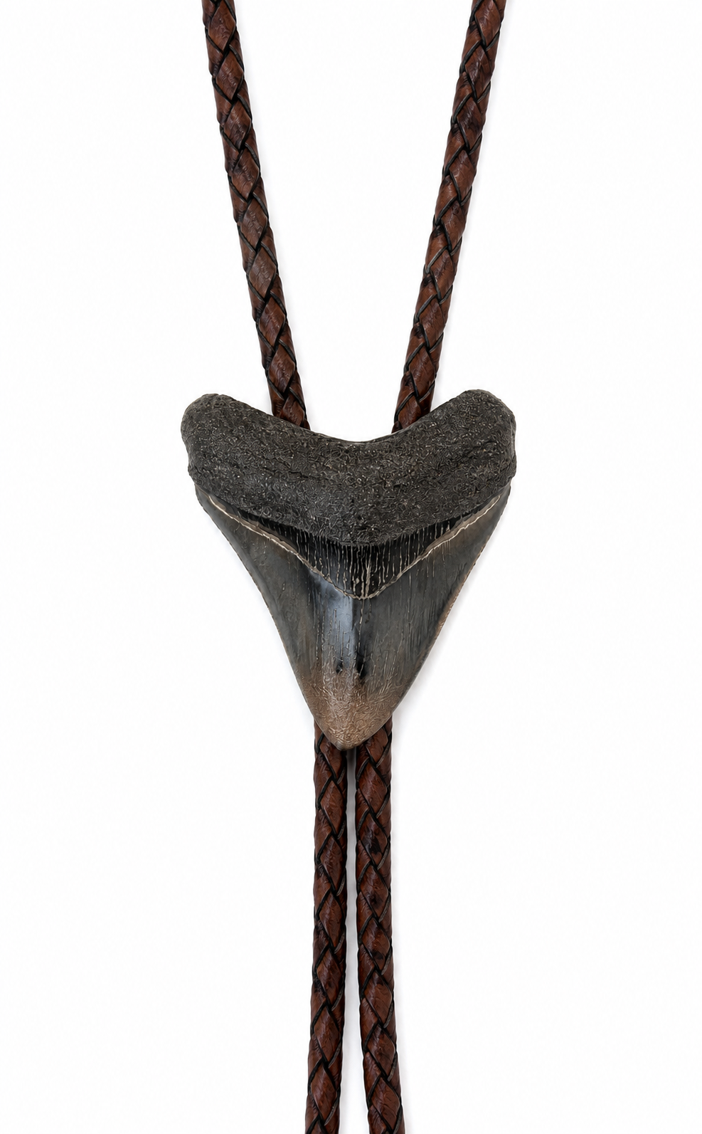 Medium 2.75”  Multi-Color Polished Megalodon Tooth, Sterling Silver Premium Tips, Dark Brown Braided Leather