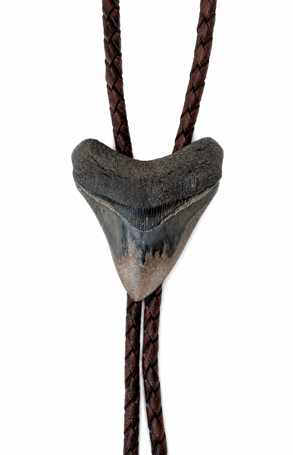 Medium 2.75”  Multi-Color Polished Megalodon Tooth, Sterling Silver Premium Tips, Dark Brown Braided Leather