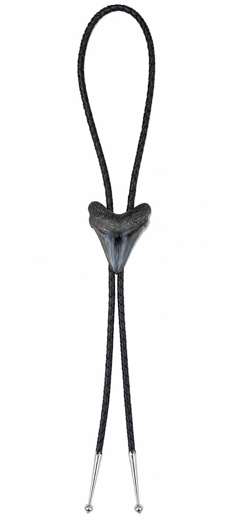 Medium 2.75”  Black & Gray Polished Megalodon Tooth, Sterling Silver Premium Tips, Black Braided Leather