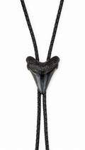 Medium 2.75”  Black & Gray Polished Megalodon Tooth, Sterling Silver Premium Tips, Black Braided Leather