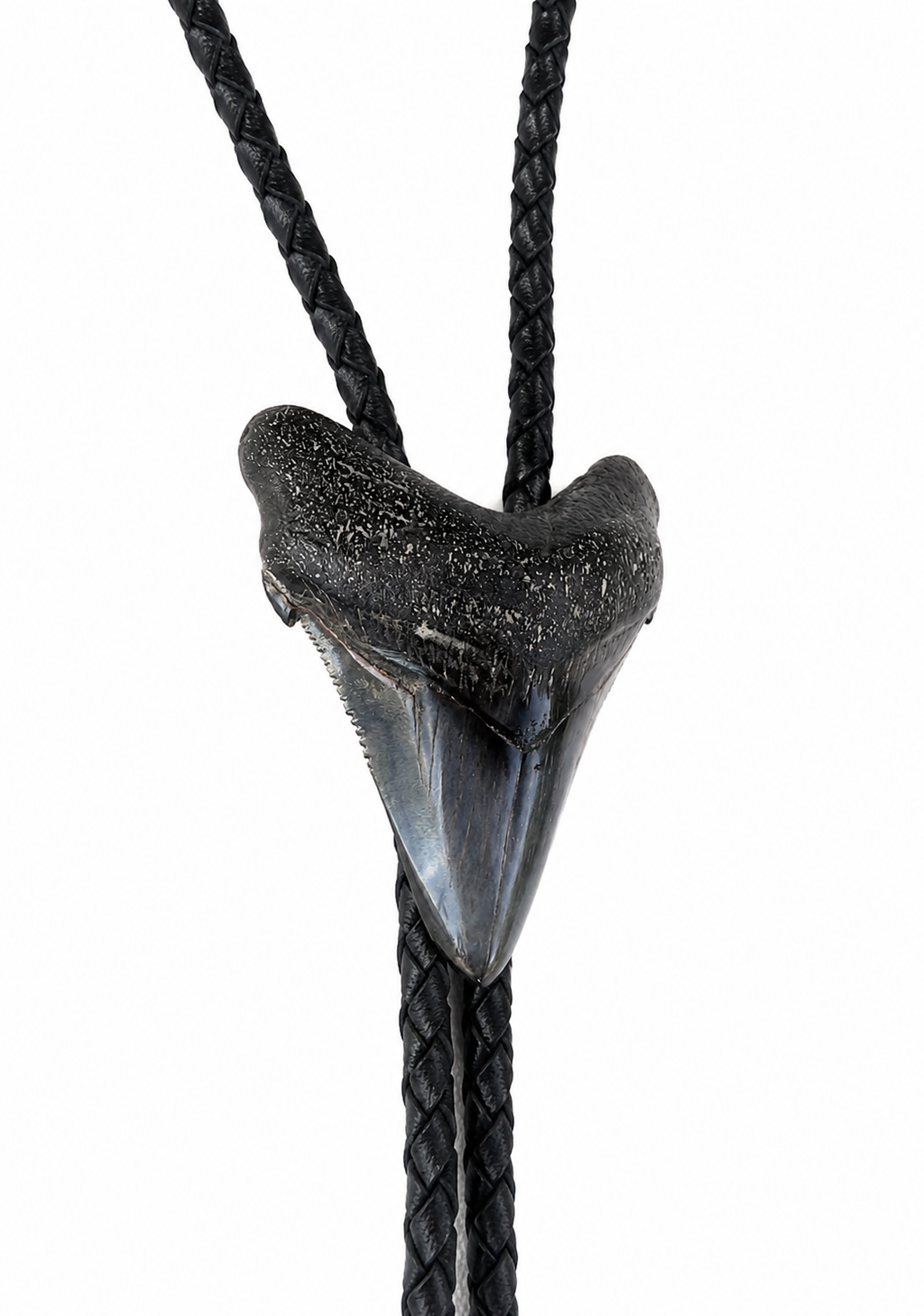 Medium 2.75”  Black & Gray Polished Megalodon Tooth, Sterling Silver Premium Tips, Black Braided Leather