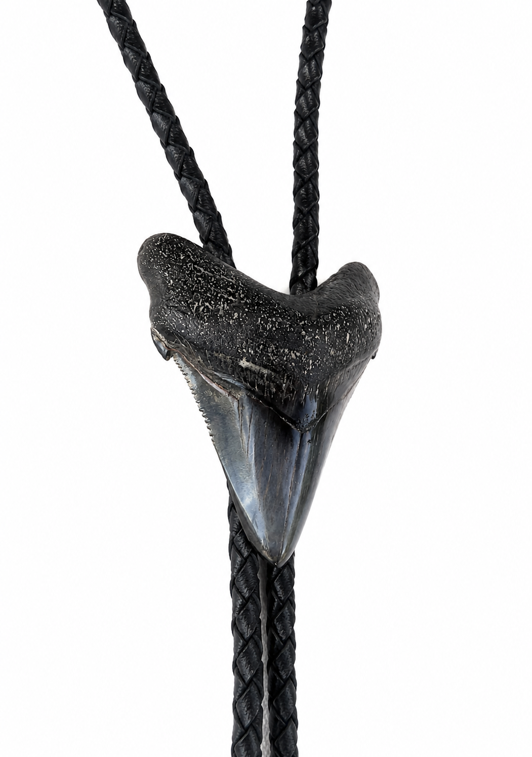 Medium 2.75”  Black & Gray Polished Megalodon Tooth, Sterling Silver Premium Tips, Black Braided Leather