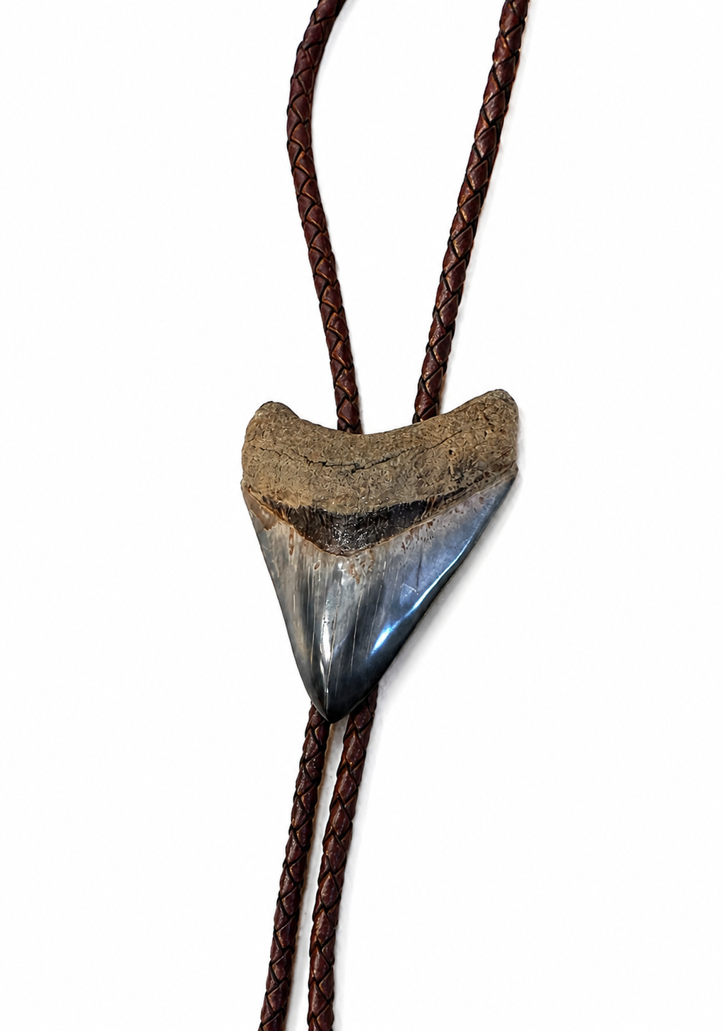 Large 3.25” Multicolor Megalodon Tooth, Premium Sterling Silver tips, Dark Brown Braided Leather