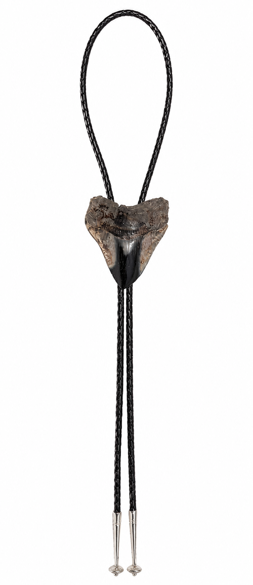XL 3.6” Multi-Color Megalodon Tooth, Sterling Silver Tips, Black Braided Leather