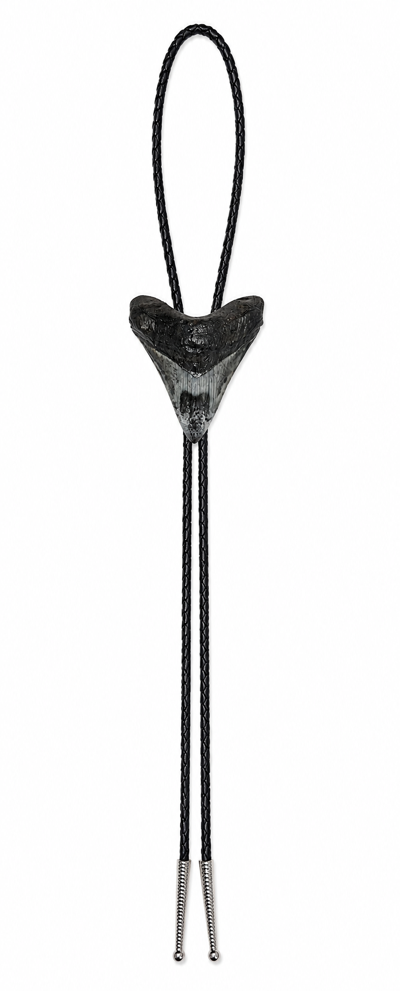 Large 3.3” Multi-Color Tooth, Chrome Tips, Braided Leather