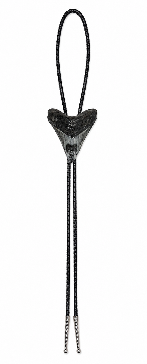 Large 3.3” Multi-Color Tooth, Chrome Tips, Braided Leather