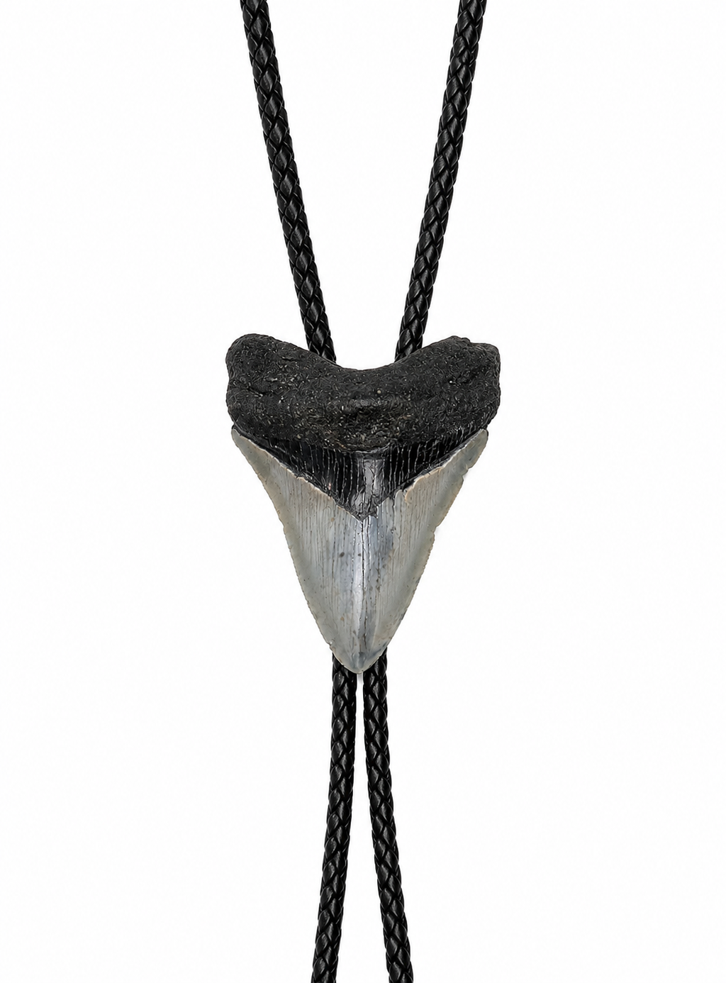 Large 3.25” Gray & Black Tooth, Black Tips, Braided Leather