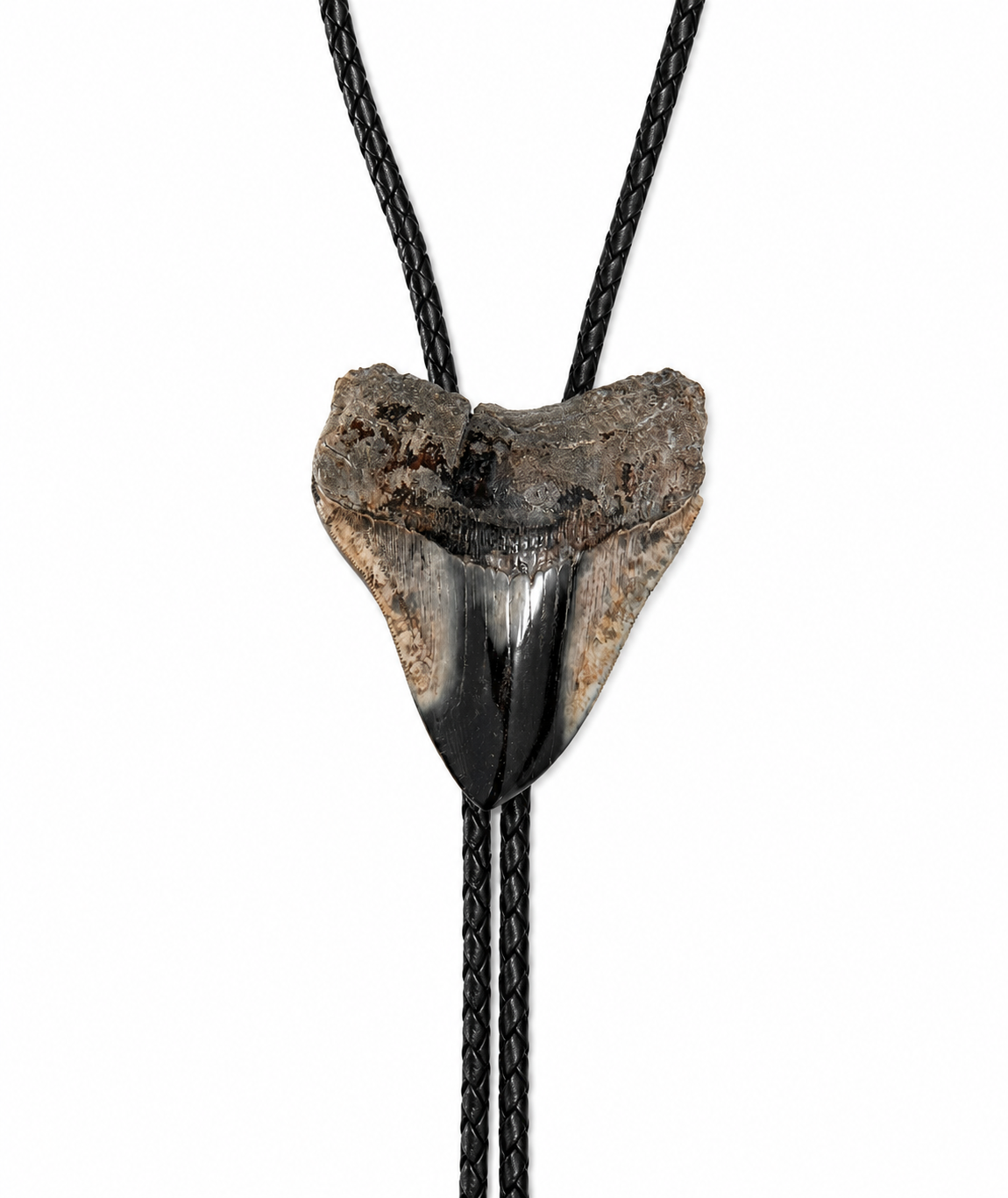 XL 3.6” Multi-Color Megalodon Tooth, Sterling Silver Tips, Black Braided Leather